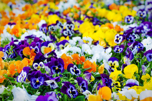 Pansy Jolly Joker F2 Winter Hardy - 60x Seeds - Flower