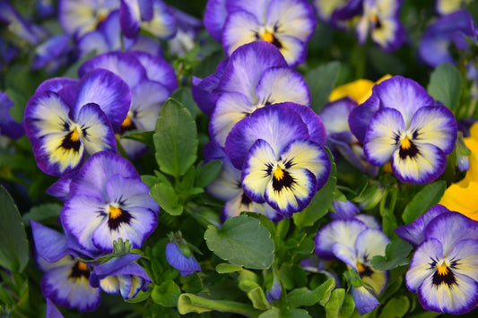 Pansy Winter Frizzle Sizzle Yellow Blue - 30x seeds - Flower