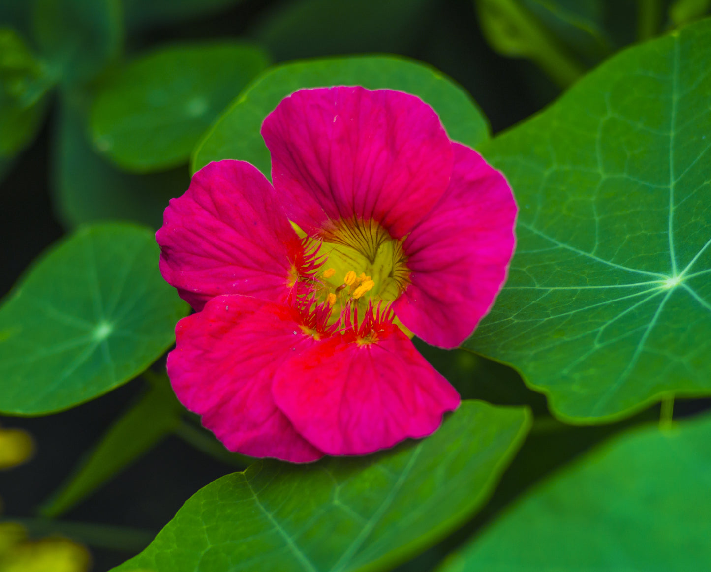 Cherry Rose Nasturtium - 16x Seeds  - Edible Flower