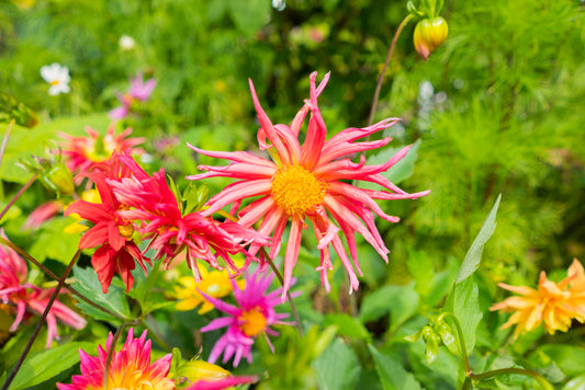 70x Dahlia Cactus Hybrid Mixed Flower Seeds