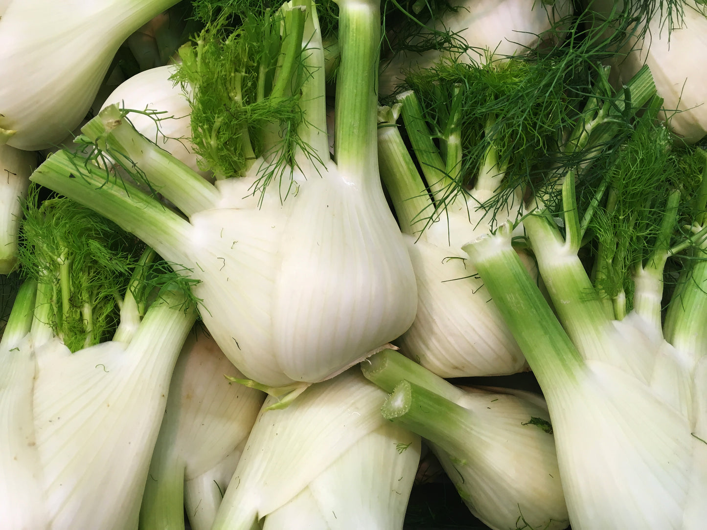 Fennel Florence Foeniculum Vulgare - 300x Seeds - Herb