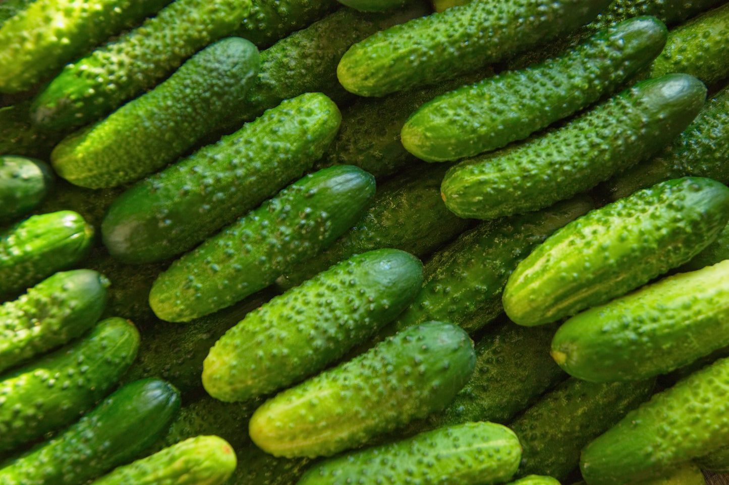 Gherkin Seeds 35x National Cucumber Pickling -  Vegetable Seeds