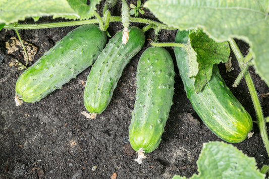 Salad Cucumber Bush - 30x Seeds - Grow In Baskets & Small Spaces - Vegetable