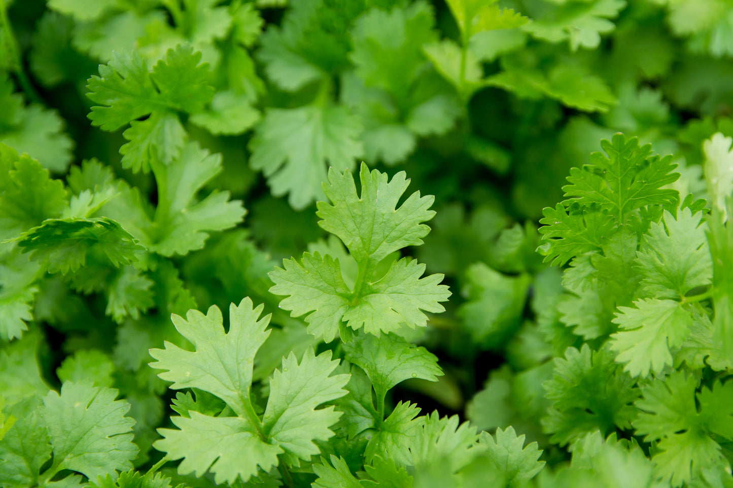 700 Coriander/Cilantro Seeds - Free Delivery - Finest Herb Seeds