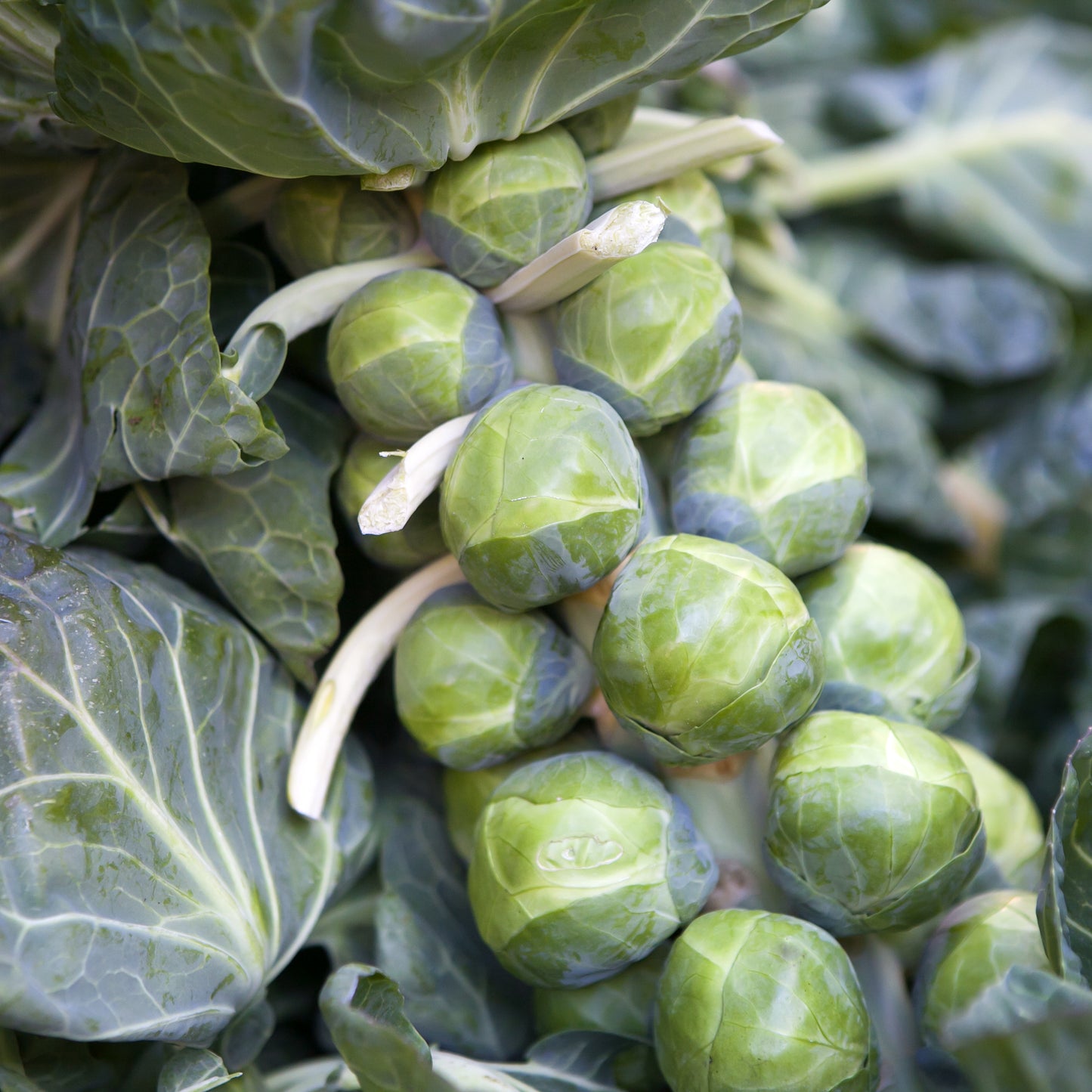 Brussels Sprout Early Half Tall - 300x Seeds - Vegetable