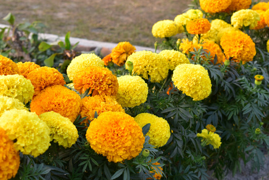 Marigold African Sierra Mix - 310x seeds - Tagetes Erecta - Flower