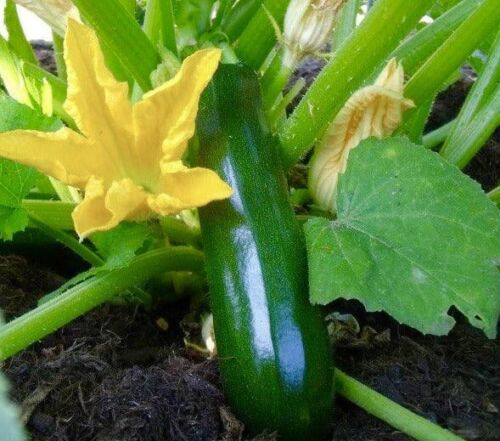 10x Courgette Black Beauty - Vegetable Seeds