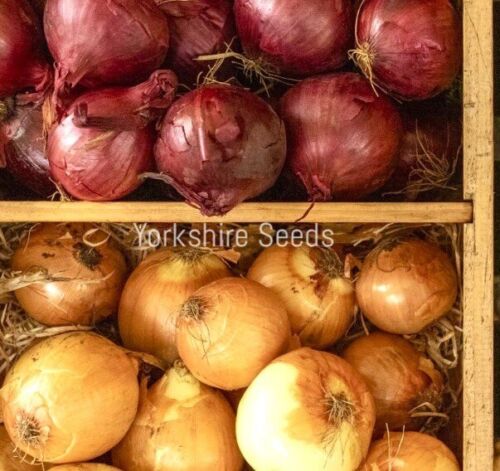 Mixed Red & Brown Sweet Onion Giant - 100x Seeds - Vegetable