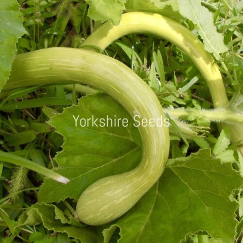 Courgette Tromboncino Albenga - 25x Seeds - Finest Vegetable