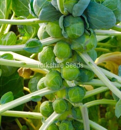 30x Brussels Sprout Crispus F1 Seeds - Vegetable - Finest Seeds