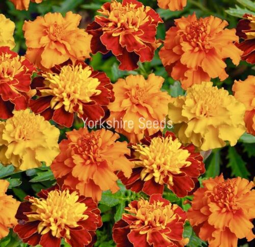 Marigold Dwarf French Mix - 410x Seeds - Flower – Yorkshire Seeds