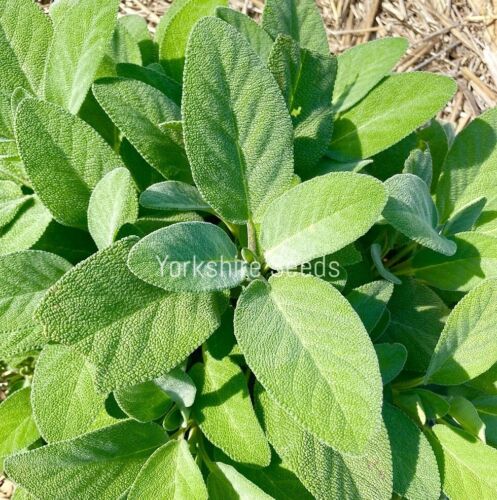 50x Sage Broad Leaved Salvia Officinalis Seeds - Herb