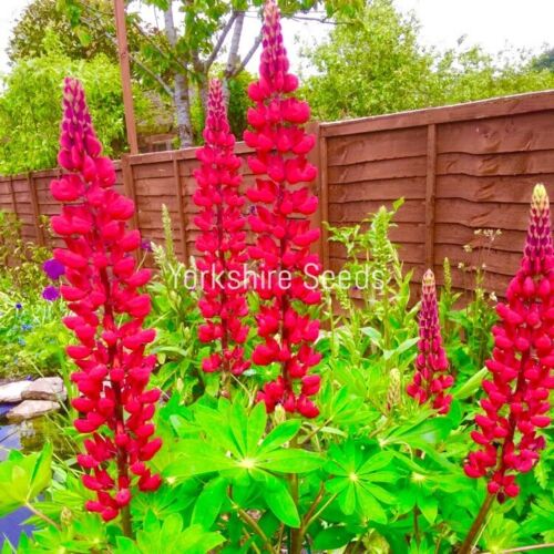 My Castle Dark Pink Classic Lupin - 16x Seeds - Flowers