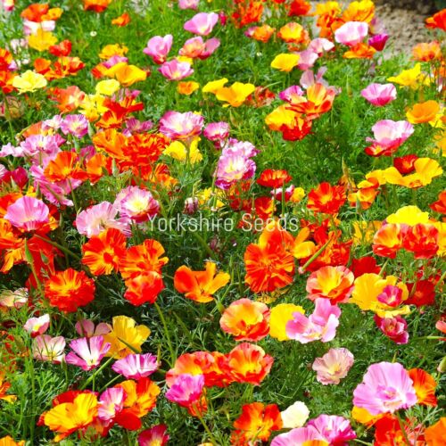 2200x California Poppy Mix Californica Annual Seeds - Flower