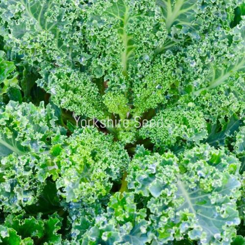 300x Kale Borecole Siberian Seeds - Vegetable