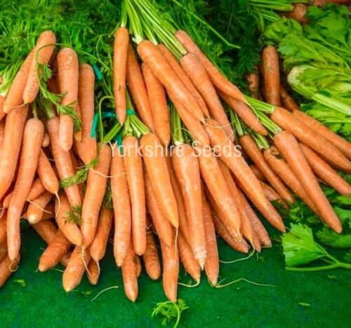 1500x Carrot Flyaway F1 Seeds - Vegetable