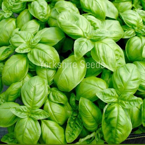 Organic Herb Basil - Classic Italian - 500 Seeds - Finest Seeds