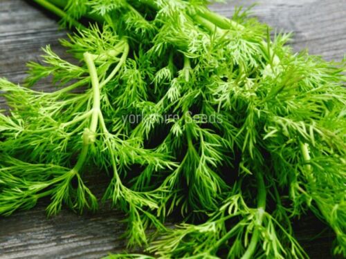 Herb - Dill - Anethum Graveolens  - 1000 Seeds - Finest Seeds