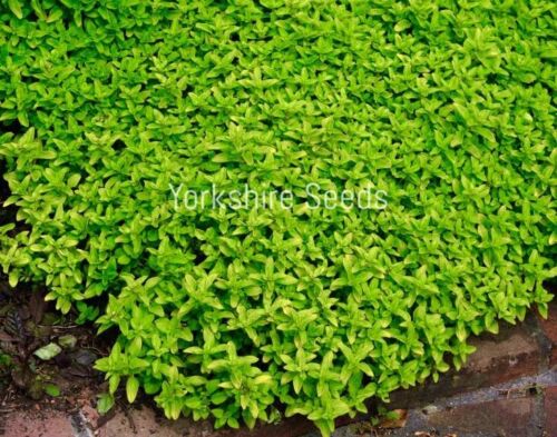 Thyme Thymus Vulgaris  1000x Seeds - Herb