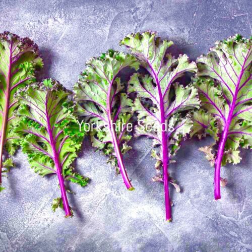 Red Russian Kale Frost Hardy - 150x Seeds - Vegetable