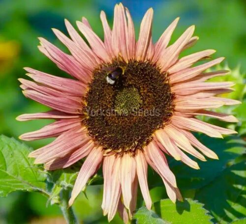 Astra Rose Sunflower - 20x Seeds - Flower