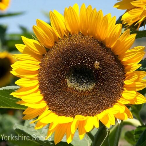 50x Sunflower Taiyo Organic Seeds - Flower