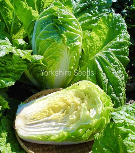 Chinese Cabbage Hilton - 600x seeds -  Vegetable