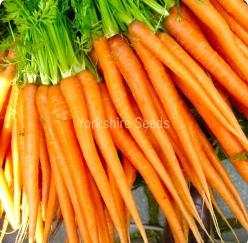 Organic Carrot Tendersweet 2200x Seeds - Vegetable
