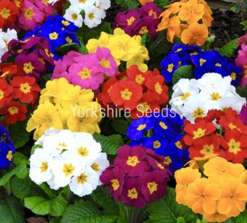 Polyanthus Colossea Mix - 150x Seeds - Flower
