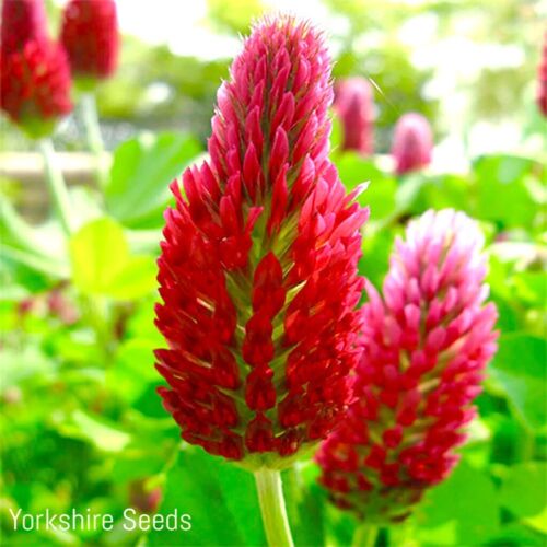 Wild Italian Crimson Red Clover - 1000x Seed - Flowering Herb
