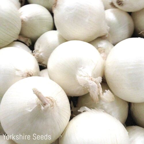 White Sweet Spanish Onion Seeds - 100x Seeds - Vegetable