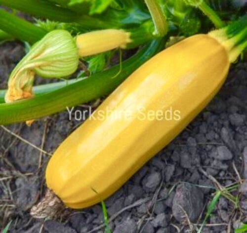 Atena Polka Courgette F1 - 10x Seeds - Vegetable