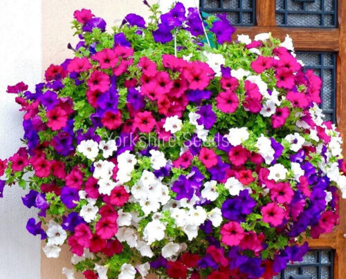 Petunia Balcony Mixed Seeds  1000 Seeds - Flowers Baskets - Finest Flowers Seeds