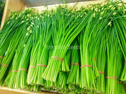 Chives Seeds - Herb - 200 Seeds - Finest