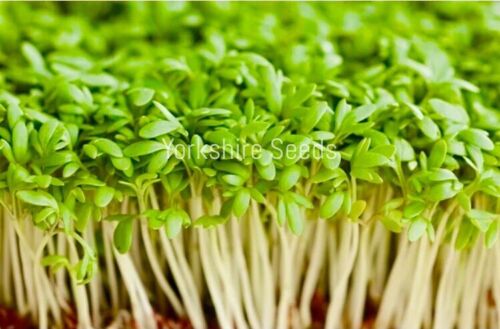 Cress Common 4000x Vegetable Herb Seeds