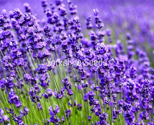 500x Organic Lavender Common English Perennial Seeds - Flowering
