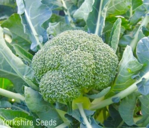 80x Broccoli Calabrese Parthenon F1 Seeds - Vegetable