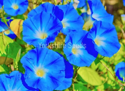 100x Flower Morning Glory Ipomoea Heavenly Blue Seeds