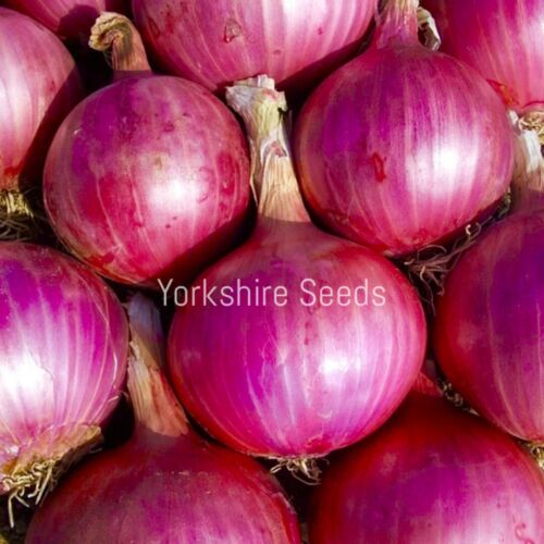 Onion Red Brunswick -  700x seeds - Vegetable