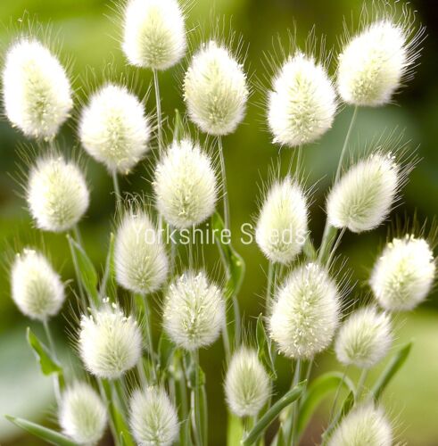 Ornamental Grass Bunny Tails - lagurus ovatus - 650x Seeds -  Flower
