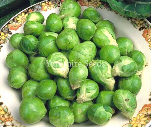 Brussel Sprouts Seeds x 600 Evesham Special - Economy