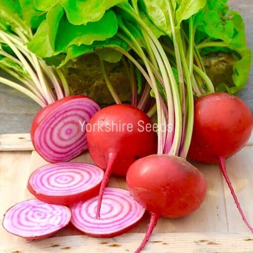 Beetroot Chioggia - 700x seeds - Vegetable