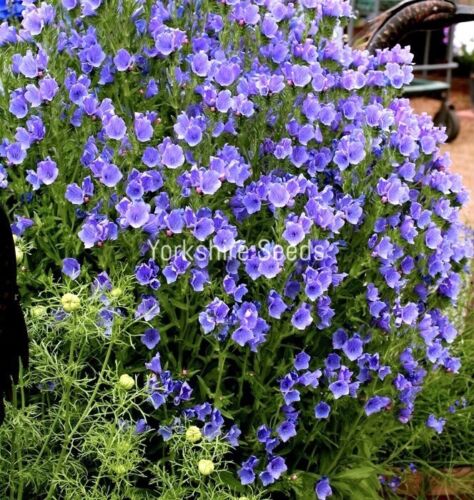 280x Echium Blue Bedder Hardy Seeds - Flower