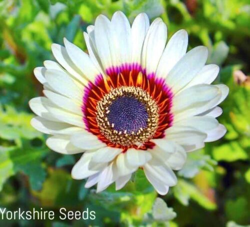 Zulu Prince Giant Cape Wild Daisy Flower  - 100x Seeds - Flowers
