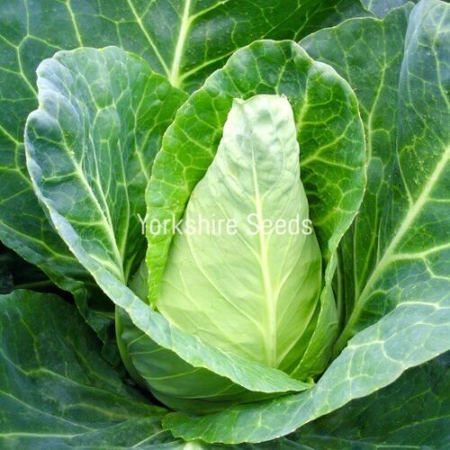 50x Cabbage Caraflex F1 Seeds - Vegetable