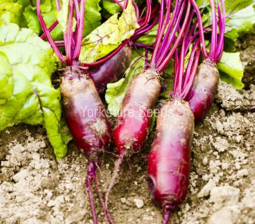 Beetroot Cylindra  1000x Seeds - Vegetable