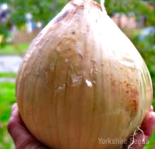 Jumbo Sweet Spanish Onion - 300x Seeds - Vegetable – Yorkshire Seeds