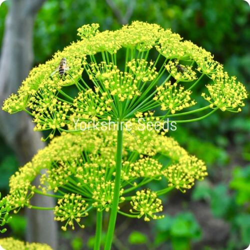 1700x Organic Herb Dill  Mammoth Seeds - Anethum Graveolens  - Herb