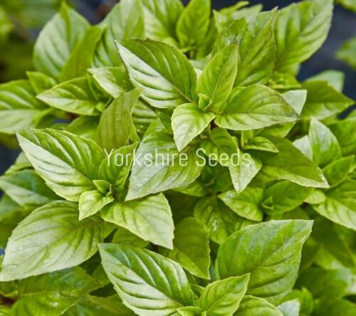 400x Herb Basil Thai Liquorice Flavour Finest Seeds - Herb