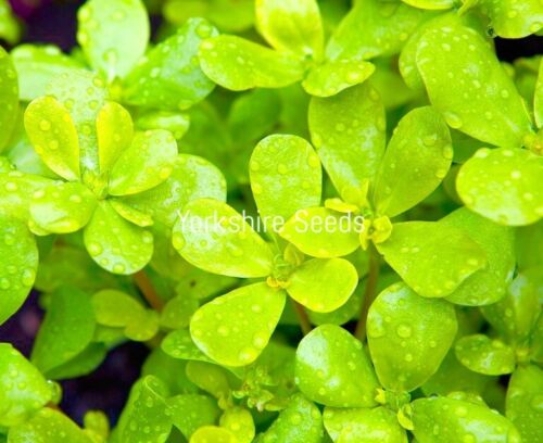 Purslane Green 5000x Seeds - Herb